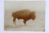 1880's/90's WY Photographer Buffalo Photo