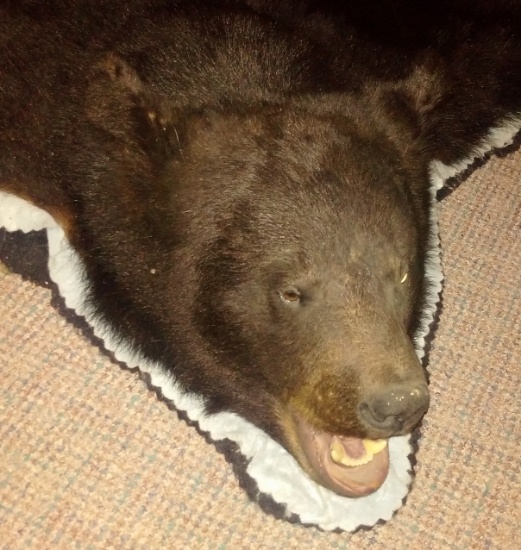 Authentic Taxidermy Large Black Bear Rug 1987 Lycoming County PA Family Estate Head Paws Feet 6x6'