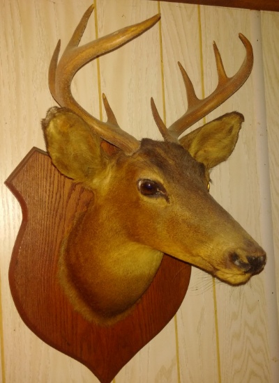 Authentic Taxidermy PA Adult Deer Head Antlers 8 Point Buck Mount Neck Wooden Base Plaque 1980s Rare