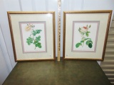 2 Framed & Triple Matted Prints Of 2 Different Rose Species