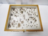 Very Cool Bug Collection In A Glass Top Vtg Wood Display Case