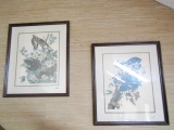 2 Large Audubon Prints: Turtle Doves And Blue Jay (Local Pick Up Only)