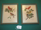 Pair Of Engraved Then Hand Colored Prints Of A Cardinal Grosbeak And