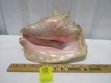 Large Conch Shell W/ Great Color