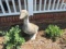 Solid Concrete Garden Goose (LOCAL PICK UP ONLY)