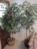 2 Silk Ficus Trees in Baskets w/ Lights