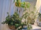 Lot - 4 Live Plants Violet, Palm, Ivy & Tropical