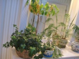 Lot - 4 Live Plants Violet, Palm, Ivy & Tropical