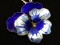 Blue Flower Enameled Sterling 925 Pin