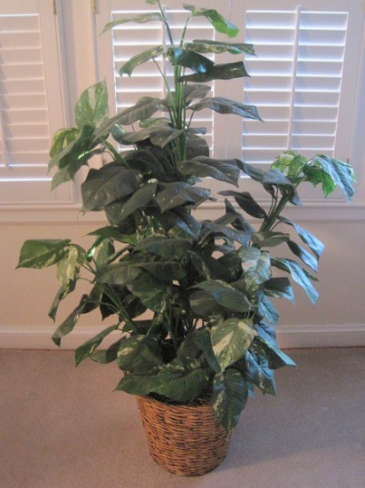 Tropical Variegated Silk Plant In Woven Basket (56" H)