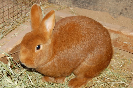 ONLINE RABBIT SANCTUARY FUNDRAISER AUCTION 7661