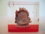 Oyster w/ Pearl in Acrylic Block Case