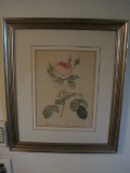 Botanica Rosa Print Framed/Matted