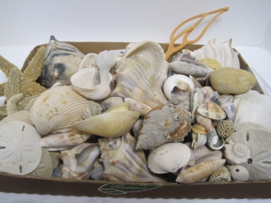 Conch Shell, 3 Sharks Teeth, Star Fish, Sand Dollars, Etc.