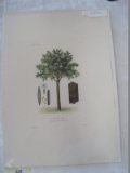 Italian Quinquina Rouge Botanical Hand Colored Lithograph Plate 3