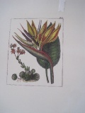Leek & Bird of Paradise Hand Colored Lithograph by Sydney Edwards Originally