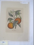 Italian Lithograph Citrus Oranges Botanical