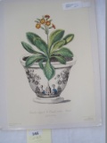 Floral Botanical Primula Gold Laced Form Royal Botanic Garden's Print Reproduction