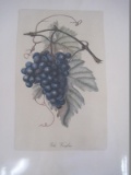 Italian Hand Colored Lithographed Grape Vine 