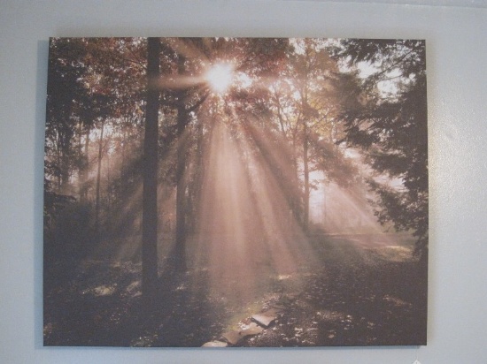 Sunlight Shining Through Forest Print on Canvas
