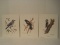 Lot - 3 Song Bird Series Artist Signed Thomas A. Bennett Limited 208/225 Edition Prints