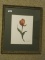 Botanical Tulip Artist Signed B.Sikes Limited 138/950 Edition Print