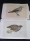 Pair - Partridge/Nutcracker Prints Signed London 1855/London 1851