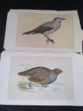 Pair - Partridge/Nutcracker Prints Signed London 1855/London 1851