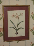 Botanical Amaryllis Flower & Bulb Print in Gilted Frame/Matt