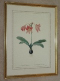 Botanical Amaryllis Pink Flower Bulb Print in Antiqued Gilted Patina Frame