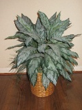 Lush Aglaonema Silver Queen Silk Tropical Plant in Basket Planter