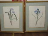 Pair - Iris Botanical Flower Prints in Gilted Frame/Matt