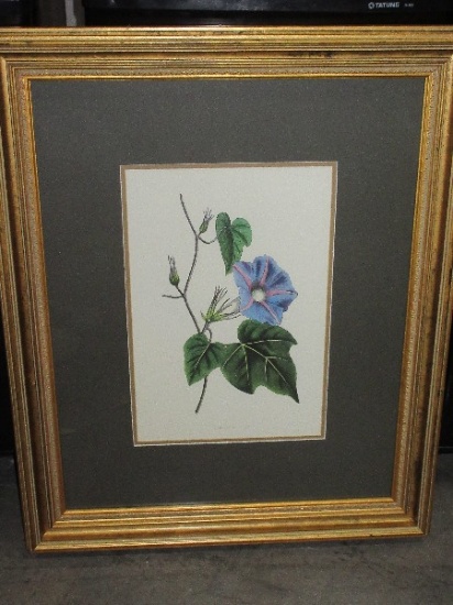 Botanical Morning Glory Flower Print in Decorative Molding Frame Antiqued Patina/Matt