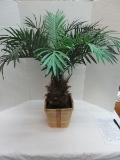 Silk Palm Tree in Basket Planter