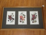Still Life 3 Panel Fruits Apples, Peaches & Plums Botanical Prints Each