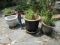 Garden Lot - Ceramic/Stoneware Planters w/ Plants