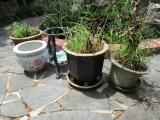 Garden Lot - Ceramic/Stoneware Planters w/ Plants