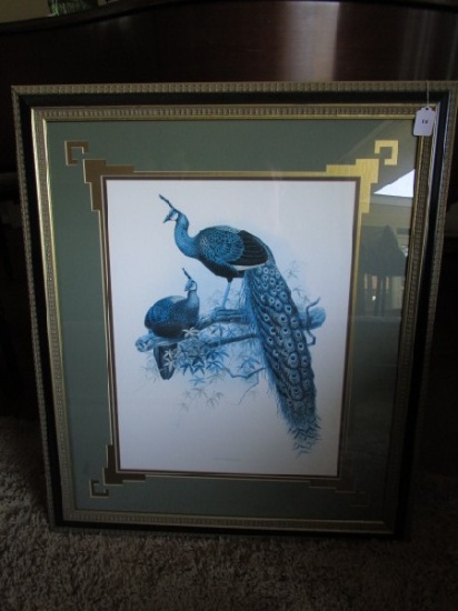 Pavo Muticus Peacock Print in Ornate Gilted/Black Wooden Frame/Matt