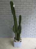 Realistic Cactus Ready To Be Planted