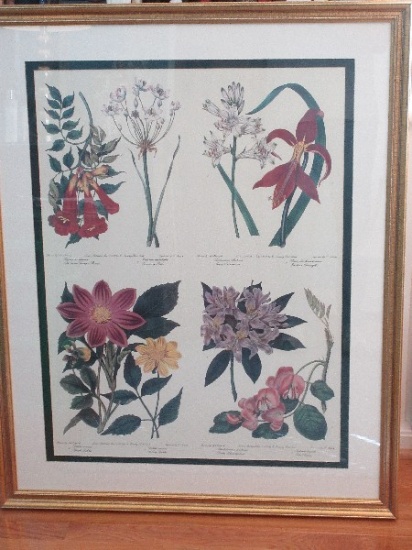 Botanical Illustration Floral Print in Gilded Antiqued Patina Frame/Matt