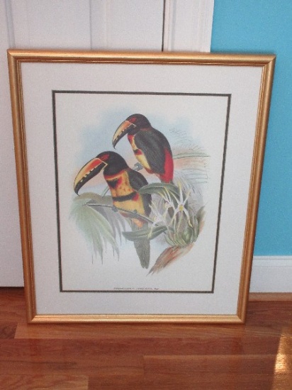 Artist Gould Tropical Collard Aracari Toucan Birds Perched on Palm Print