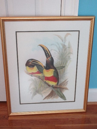 Artist Gould Tropical Collard Aracari Toucan Birds Perched on Limb Print