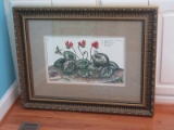 Botanical Flowering Plant & Insects Hand Colored Engraving