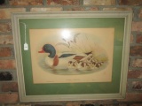 J. Gould Tadorna Valpanser Duck Print w/ Chicks in Wood Frame/Matt