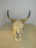 Southwestern Steer Skull w/ Horns