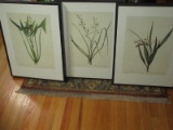 Set - 3 House in The Country Inc. Botanica Prints