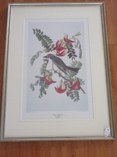 Titled "Gray Tyrant " Attributed to J.J. Audubon Perched Bird & Botanical Print #34