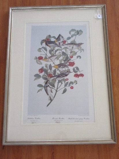 3 Warbler Bird Species & Botanical Print Attributed to J.J. Audubon No.79