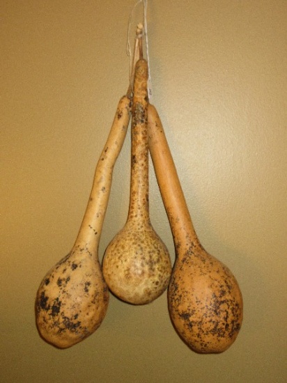 3 Dried Gourds Ready To Be Converted To Dippers