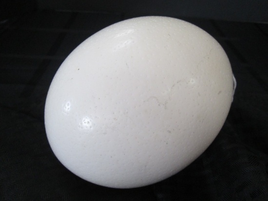 White Unpainted Ostrich Egg